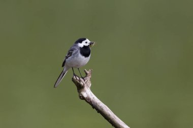 böcekler ile beyaz wagtail (motacilla alba) portresi