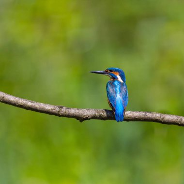 erkek ortak kingfisher (alcedo atthis) şube üzerinde oturan 
