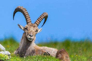 doğal erkek alp opra ibex oğlak mavi gökyüzü yeşil çayır