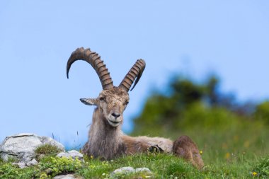 çayırda oturan doğal alp ibex