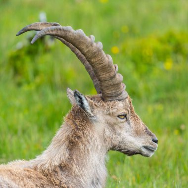 yan görünüm yeşil çayırerkek alp ibex oğlak