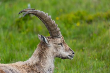 doğal alp ibex oğlak yakın yan görünüm portre