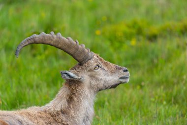 ayrıntılı görünüm erkek doğal alp ibex oğlak