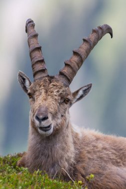 yeşil çimenler içinde yatan yakın portre erkek oğlak ibex