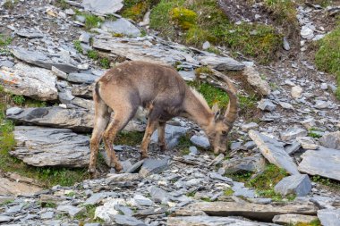 dağ kayalar enkaz alp ibex oğlak oğlak otoşu