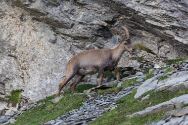 dağ kayalarda duran doğal alp ibex