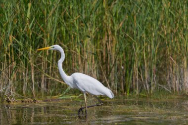 büyük beyaz egret (egret alba) avı sırasında