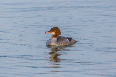 bir doğal kadın ortak merganser (mergus merganser) kuş