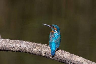 erkek ortak kingfisher (alcedo atthis) şube üzerinde oturan 
