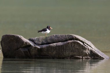 bir istiridye yakalayıcılar (haematopus ostralegus) kaya üzerinde duran