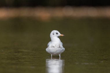 ortak siyah başlı martı portre (larus ridibundus)