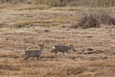 çayırda duran iki karaca