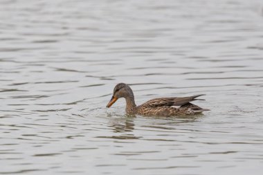 gadwall ördek (Anas strepera) yüzme