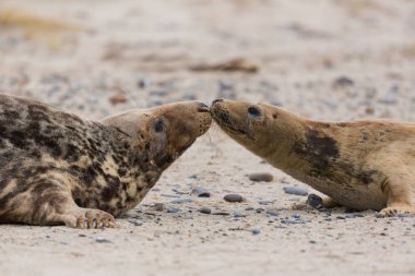 kum sahilde iki gri mühürler (Halichoerus grypus) yan görünümü 