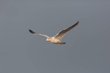 gri arka plan ile güneş ışığında uçan martı