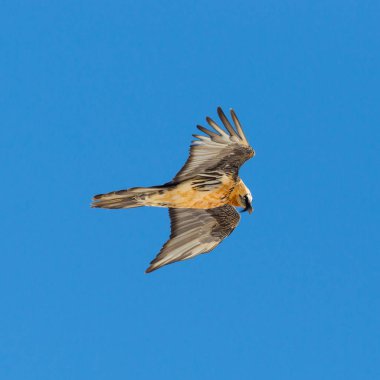 uçan sakallı akbaba yakın çekim (gypaetus barbatus) 