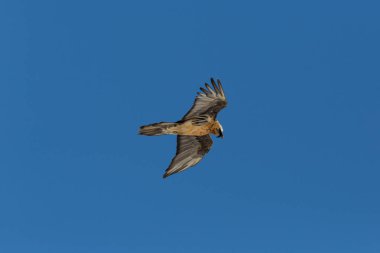 uçan yetişkin sakallı akbaba kuş portresi (gypaetus barbatus)