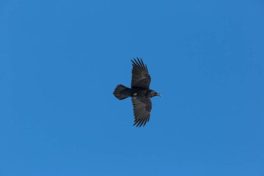 siyah kuzey kuzgun (Corvus corax) uçuş