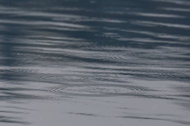 bir su yüzeyinde yağmur damlaları ve daireler