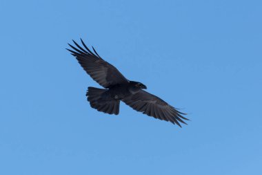 portre uçan siyah kuzey kuzgun (corvus corax), mavi gökyüzü