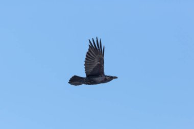 kuzey kuzgun (Corvus corax) mavi gökyüzü ile uçuş