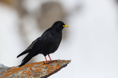 bir alp chough kuş (pyrrhocorax graculus) kaya üzerinde duran