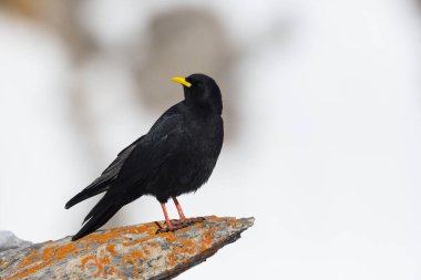alp chough kuş (pyrrhocorax graculus) ayakta kaya, seyir