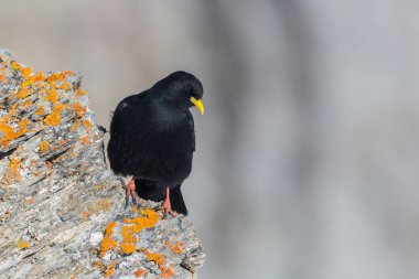 alp chough kuş (pyrrhocorax graculus) kırmızı kaya üzerinde duran