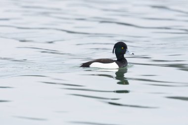 bir erkek tufted ördek (aythya fuligula) suda yüzme, dalgalar