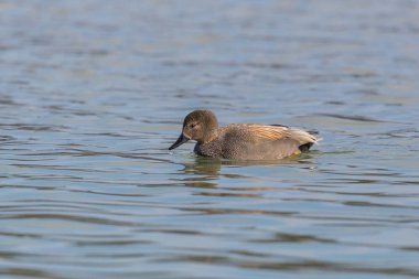 yan görünüm erkek gadwall ördek (anas strepera) mavi suda