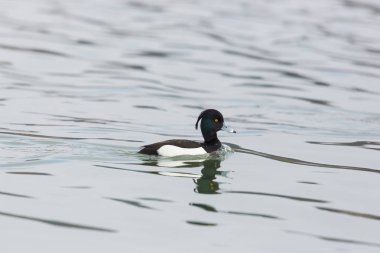 erkek tufted ördek portresi (aythya fuligula) yüzerken