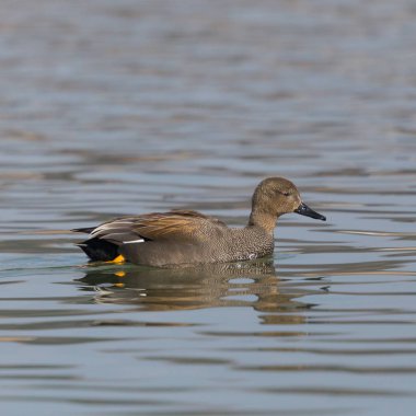 erkek gadwall ördek (anas strepera) suda yüzme