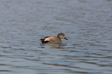 yüzme erkek gadwall ördek (anas strepera)