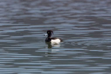 yüzme erkek tufted ördek portresi (aythya fuligula)