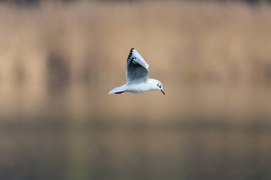 ortak siyah başlı martı portresi (larus ridibundus) 
