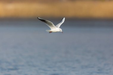kara başlı martı (larus ridibundus) uçan, sazlık kemer, su