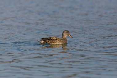 kadın gadwall ördek (anas strepera) mavi suda yüzme