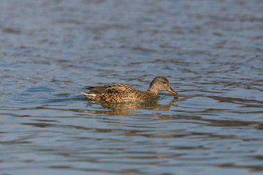 yüzme dişi gadwall ördek (anas strepera)