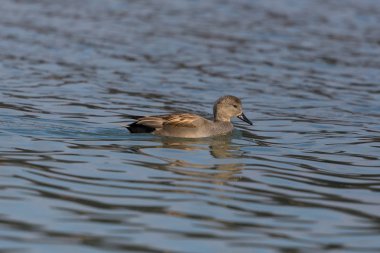 yüzme erkek gadwall ördek (anas strepera)