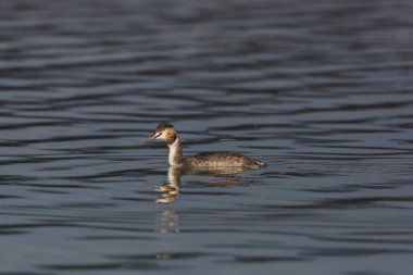 büyük tepeli grebe kuş (podiceps cristatus) yüzme