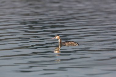 yüzme büyük tepeli grebe (podiceps cristatus) 