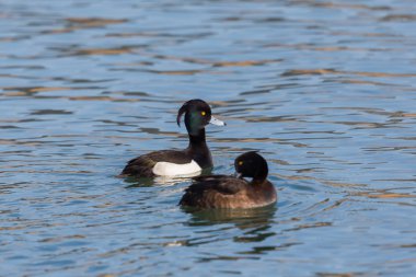 mavi suda tufted ördek çift (aythya fuligula)