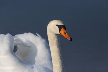 sessiz kuğu yan görünüm portresi (cygnus olor)