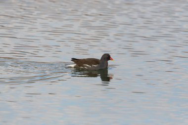 ortak moorhen (gallinula chloropus) yüzme