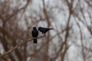 iki leş karga kuzgun kuşlar (corvus corone) ormanda şube