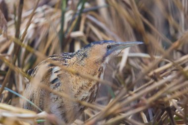 yakın çekim büyük bittern (botaurus stellaris) sazlık