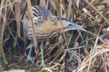 büyük bittern (botaurus stellaris) saz yürüme