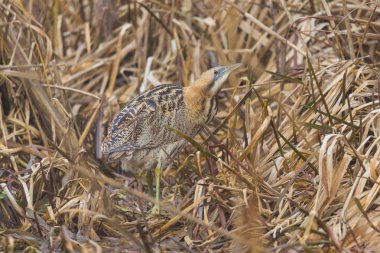 büyük bittern (botaurus stellaris) saz yürüme