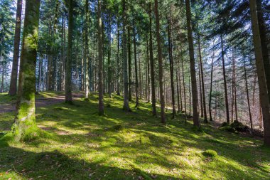 Yeşil yosun, güneş ışığı ve mavi gökyüzü olan harika bir orman.