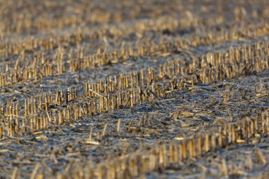 güneş ışığı ile kışın mısır tarlası stubbles